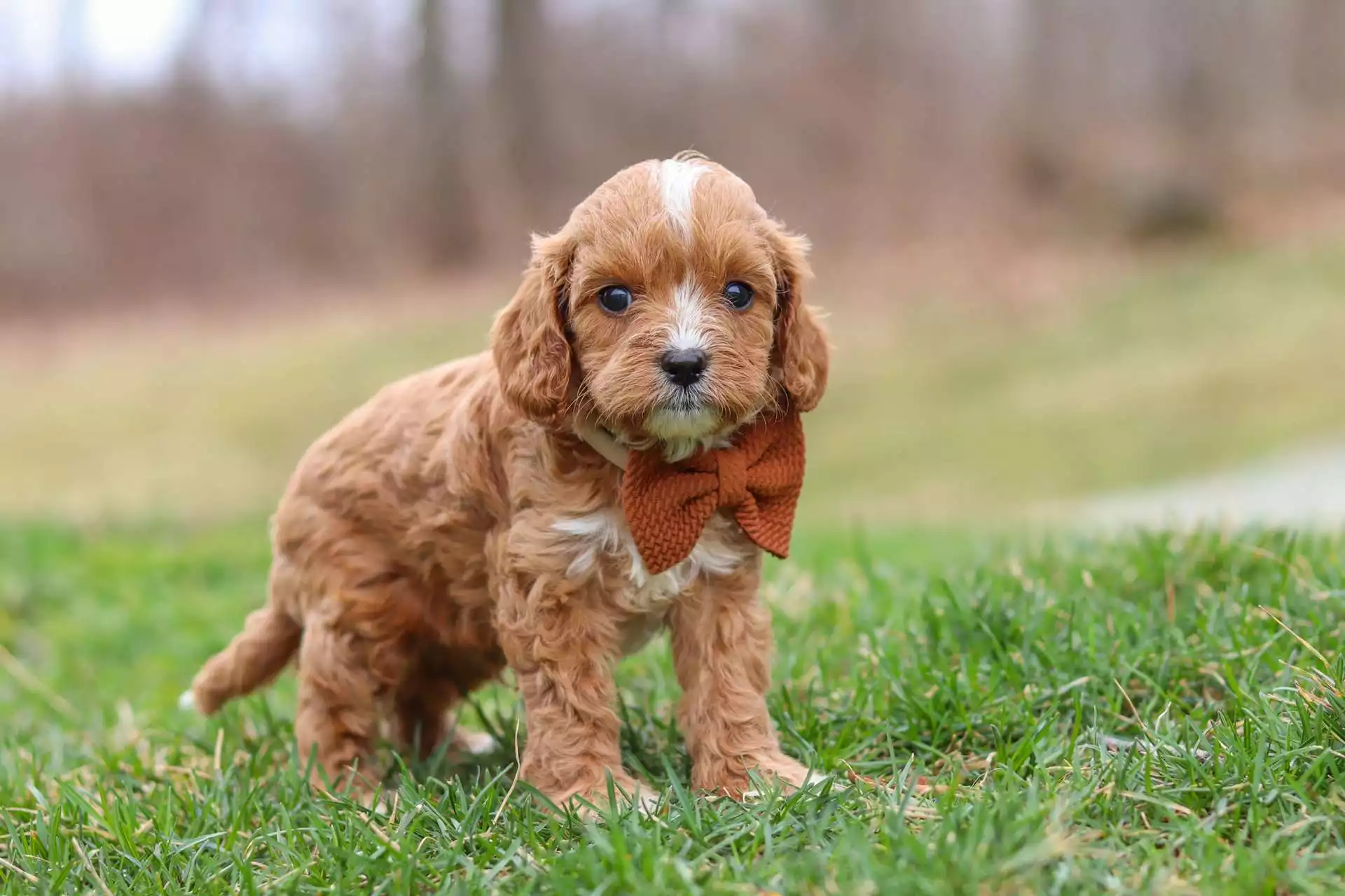 breeders of cavapoo puppies