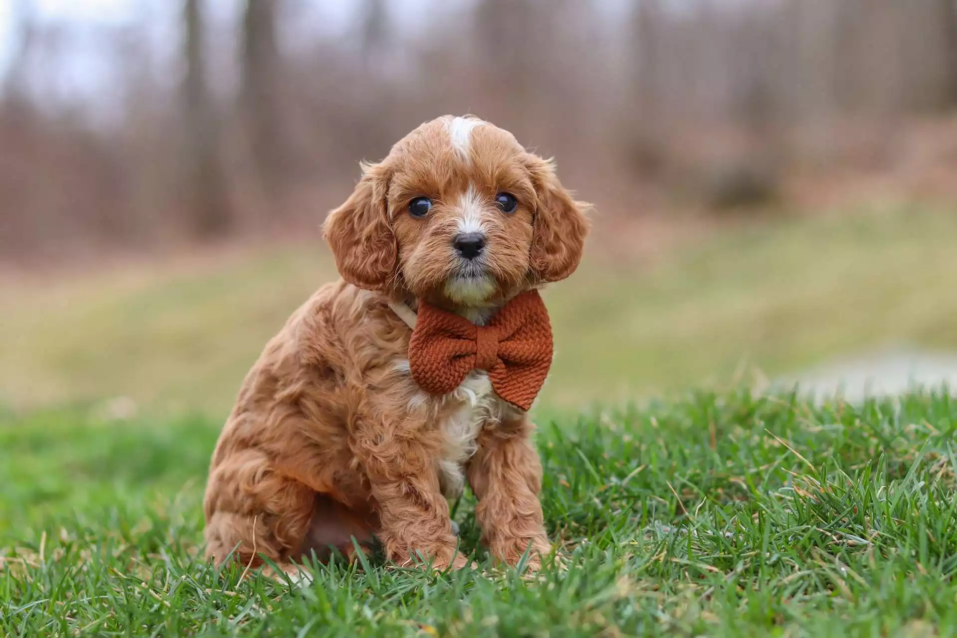cavapoo puppies for sale