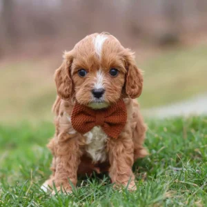 cavapoo puppies for sale
