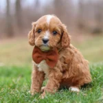 teacup Cavapoo