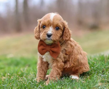 teacup Cavapoo