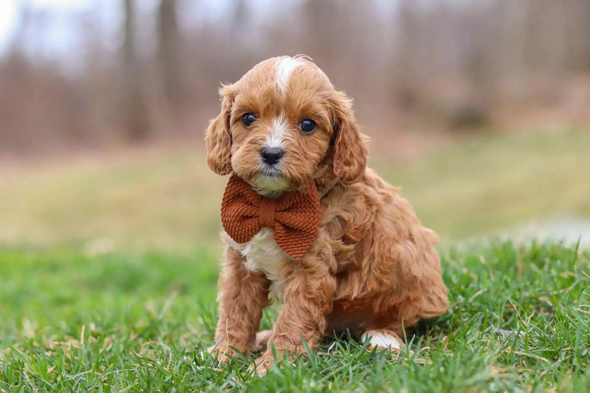 F1 Petite Cavapoo - Sonny ( M ) - Image 2