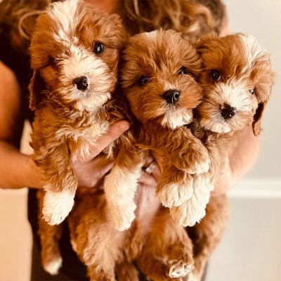 breeders of cavapoo puppies