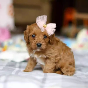 cavapoo for sale near me