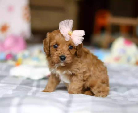 cavapoo for sale near me