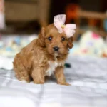 cavapoo dogs for sale