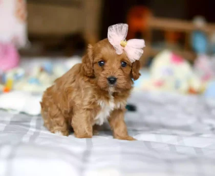 cavapoo dogs for sale