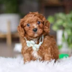 toy cavapoo