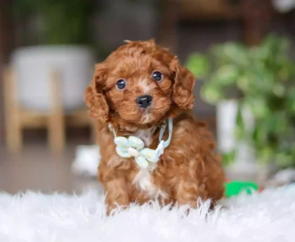 toy cavapoo