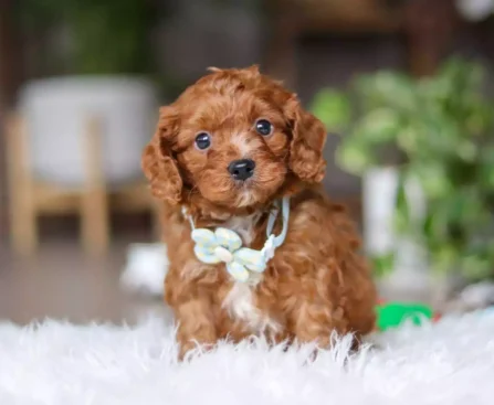 toy cavapoo