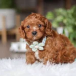 cavapoo price