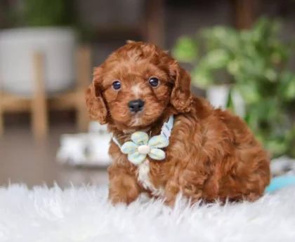 cavapoo price