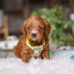 red Cavapoo