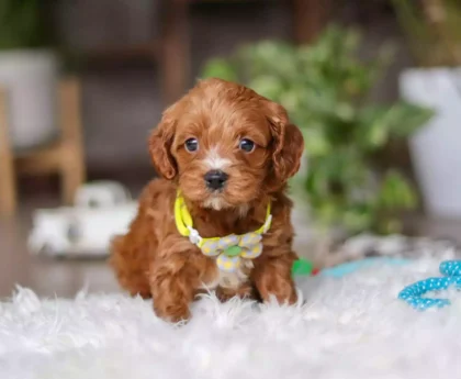 red Cavapoo