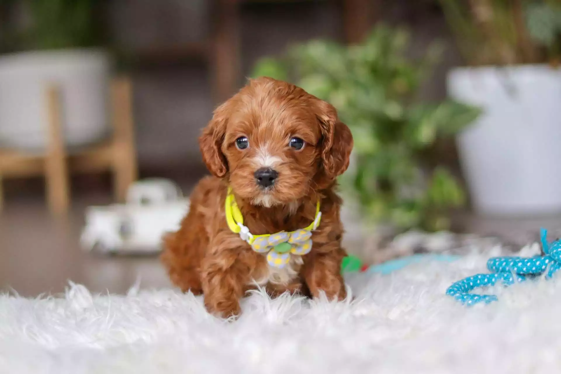 red Cavapoo