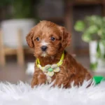 cavapoo puppies near me