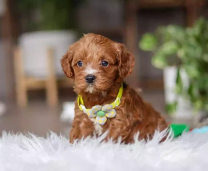 cavapoo puppies near me