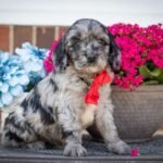breeders of cavapoo puppies