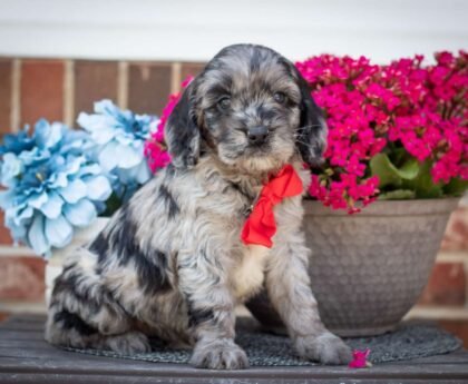 breeders of cavapoo puppies