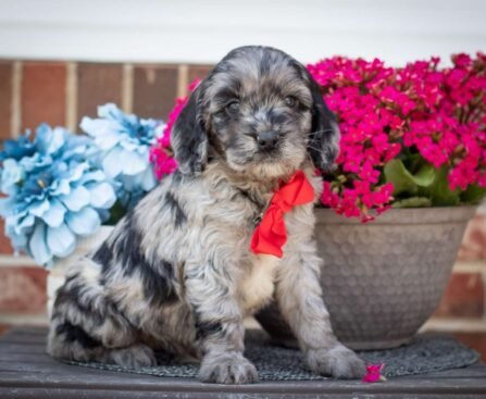 breeders of cavapoo puppies