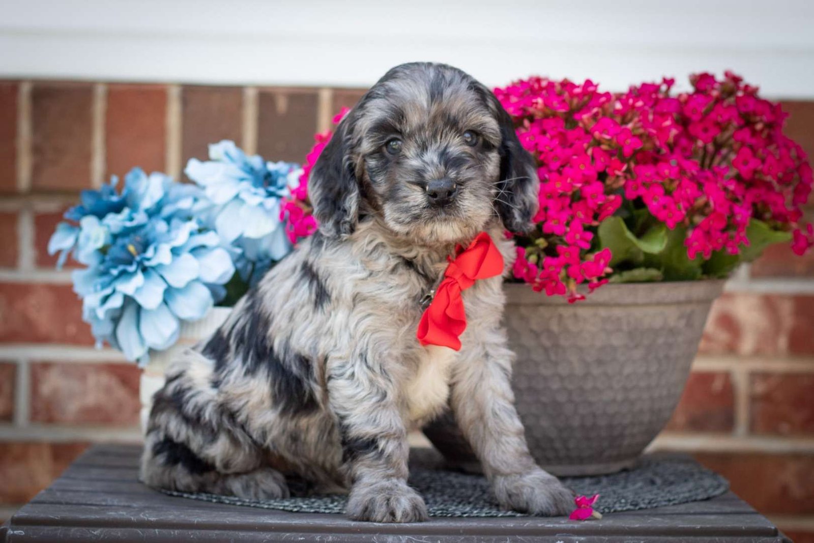 breeders of cavapoo puppies
