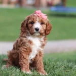 miniature cavapoo