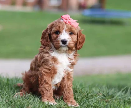 miniature cavapoo