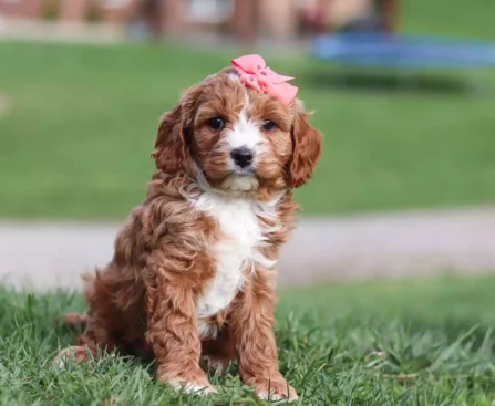 miniature cavapoo