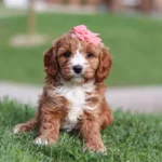 cavapoo breeders