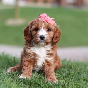 cavapoo breeders