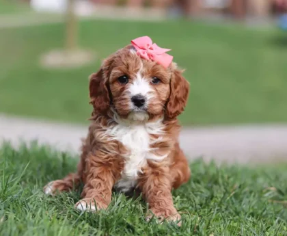 cavapoo breeders