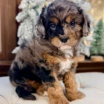 cavapoochon for sale