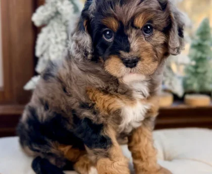 cavapoochon for sale