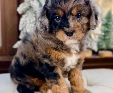 cavapoochon for sale