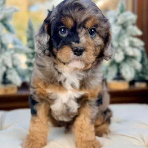mini cavapoo