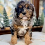 mini cavapoo