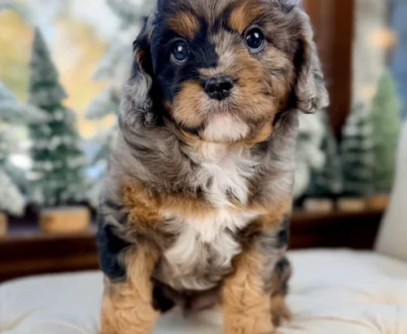 mini cavapoo